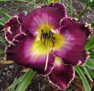 Storm of the Century gün güzeli çiçeği saksıda hemerocallis