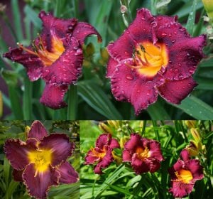 Storm of the Century gün güzeli çiçeği saksıda hemerocallis