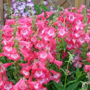 Sweet Cherry penstemon fidesi çok yıllık ice cream serisi
