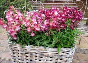 Sweet Cherry penstemon fidesi çok yıllık ice cream serisi