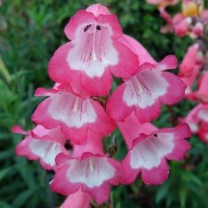 Sweet Cherry penstemon fidesi çok yıllık ice cream serisi