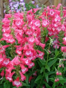 Sweet Cherry penstemon fidesi çok yıllık ice cream serisi