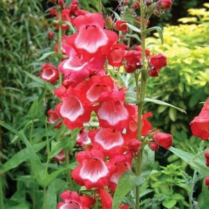 Sweet Cherry penstemon fidesi çok yıllık ice cream serisi