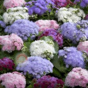 Ageratum tohumu vapur dumanı top çiçekli tüm renkler karışımı