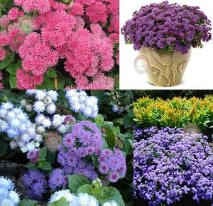 Ageratum tohumu vapur dumanı top çiçekli tüm renkler karışımı