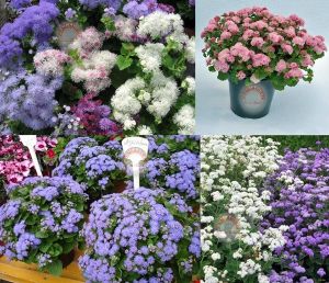 Ageratum tohumu vapur dumanı top çiçekli tüm renkler karışımı