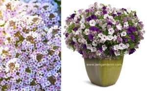 Pembe lobularia tohumu alyssum harikalar diyarı serisi