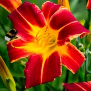 Hey There gün güzeli çiçeği saksıda hemerocallis