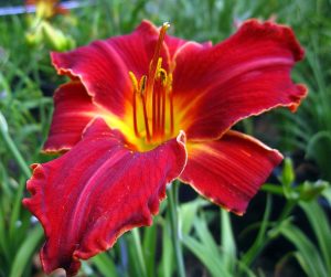 Hey There gün güzeli çiçeği saksıda hemerocallis