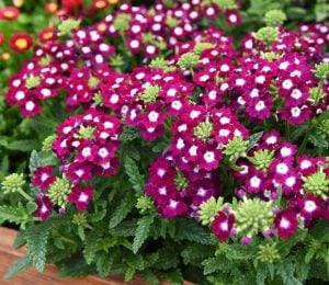 Burgundy eye sarkan yer minesi çiçeği fidesi verbena 1 fide