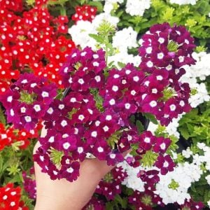 Burgundy eye sarkan yer minesi çiçeği fidesi verbena 1 fide