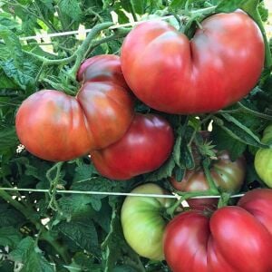 Mor Cüce Domatesi Tohumu – Dwarf roselle Purple