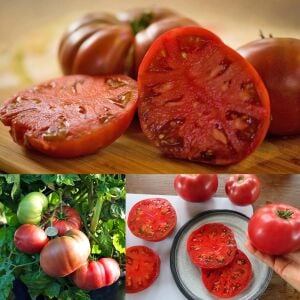 Mor Cüce Domatesi Tohumu – Dwarf roselle Purple