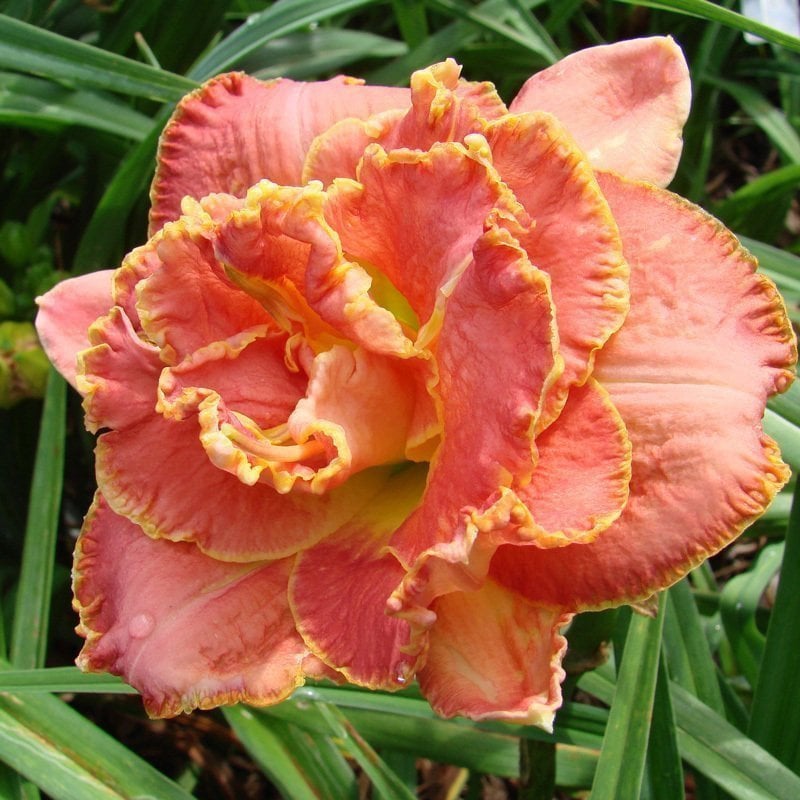 Susan pritchard petit double gün güzeli çiçeği saksıda hemerocallis