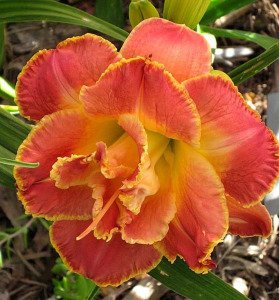 Susan pritchard petit double gün güzeli çiçeği saksıda hemerocallis