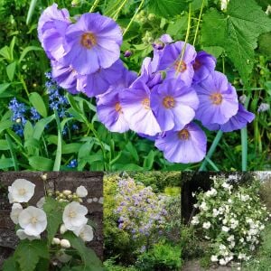 Mavi beyaz abutilon tohumu karışımı