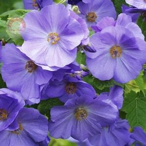 Mavi beyaz abutilon tohumu karışımı