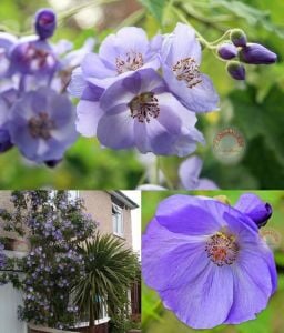 Mavi beyaz abutilon tohumu karışımı