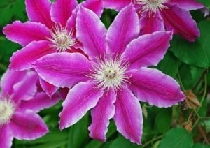 Dr Ruppel clematis fidanı orman asması sarmaşık