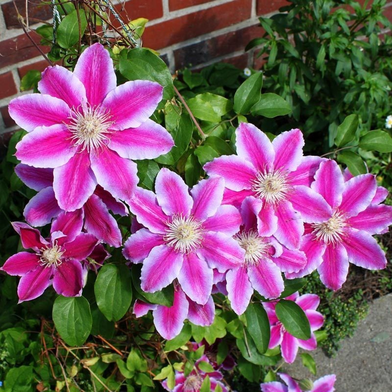 Dr Ruppel clematis fidanı orman asması sarmaşık