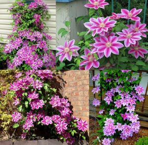 Dr Ruppel clematis fidanı orman asması sarmaşık