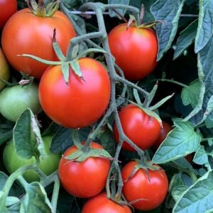Anahu Hawaii Domatesi Tohumu – Hawaii Kökenli Tatlı Domates
