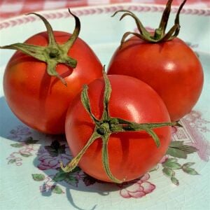 Anahu Hawaii Domatesi Tohumu – Hawaii Kökenli Tatlı Domates