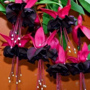 Siyah küpeli çiçeği fidesi blacky fuchsia sarkan XXL dev katmerli 1 fide