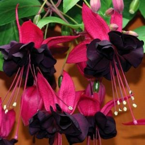 Siyah küpeli çiçeği fidesi blacky fuchsia sarkan XXL dev katmerli 1 fide