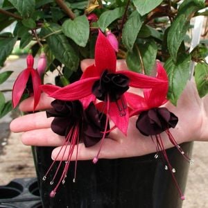 Siyah küpeli çiçeği fidesi blacky fuchsia sarkan XXL dev katmerli