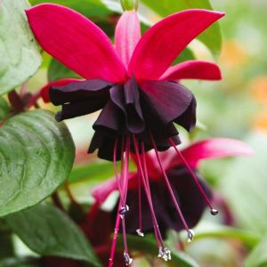 Siyah küpeli çiçeği fidesi blacky fuchsia sarkan XXL dev katmerli 1 fide