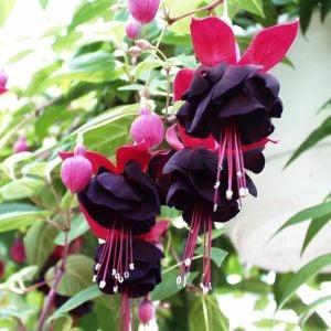 Siyah küpeli çiçeği fidesi blacky fuchsia sarkan XXL dev katmerli 1 fide