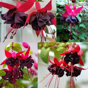 Siyah küpeli çiçeği fidesi blacky fuchsia sarkan XXL dev katmerli