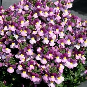 Kokulu çift renk nemezya çiçeği fidesi mareto magenta bicolor