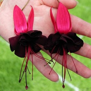 Siyah küpeli çiçeği fidesi blacky fuchsia sarkan XXL dev katmerli 1 fide