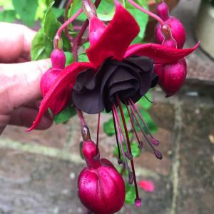 Siyah küpeli çiçeği fidesi blacky fuchsia sarkan XXL dev katmerli