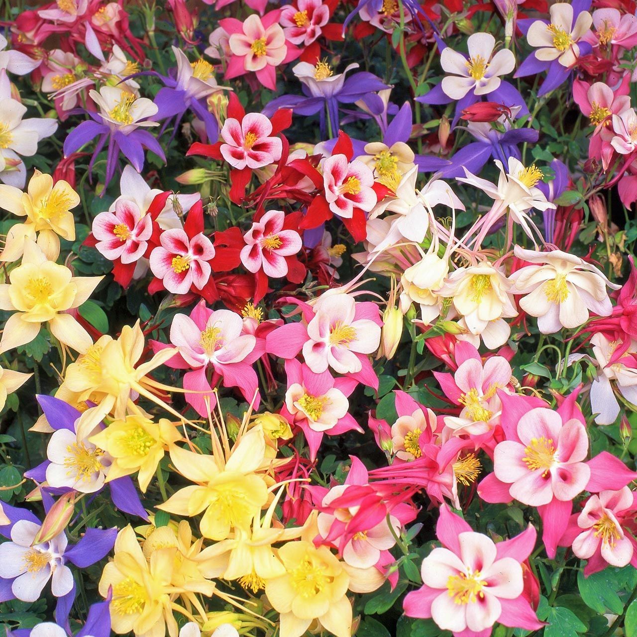 Bodur haseki küpesi tohumu karışımı columbine aquilegia vulgaris