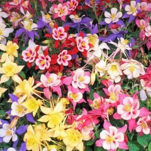 Bodur haseki küpesi tohumu karışımı columbine aquilegia vulgaris