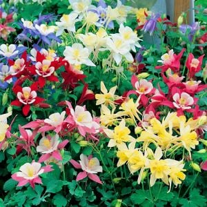 Bodur haseki küpesi tohumu karışımı columbine aquilegia vulgaris