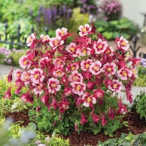 Bodur haseki küpesi tohumu karışımı columbine aquilegia vulgaris