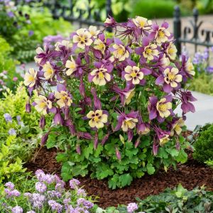 Bodur haseki küpesi tohumu karışımı columbine aquilegia vulgaris