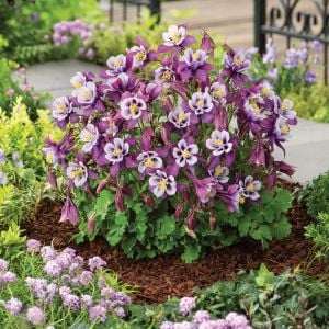 Bodur haseki küpesi tohumu karışımı columbine aquilegia vulgaris