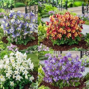 Bodur haseki küpesi tohumu karışımı columbine aquilegia vulgaris