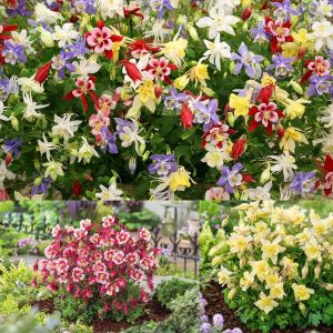 Bodur haseki küpesi tohumu karışımı columbine aquilegia vulgaris