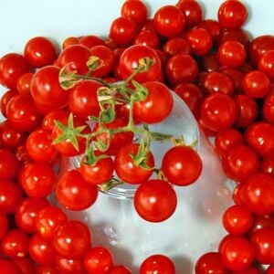 Hawaii Kuş Üzümü Domatesi Tohumu – Tatlı Minik Salkım Domates