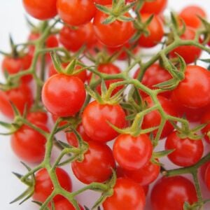 Hawaii Kuş Üzümü Domatesi Tohumu – Tatlı Minik Salkım Domates