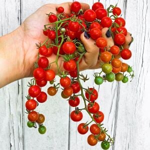 Hawaii Kuş Üzümü Domatesi Tohumu – Tatlı Minik Salkım Domates