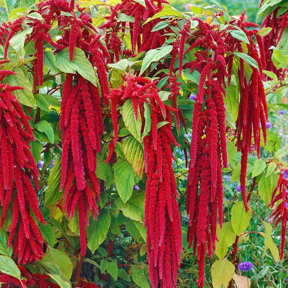 Sarkan horozibiği çiçeği tohumu amaranthus love lies bleeding
