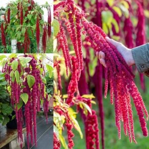Sarkan horozibiği çiçeği tohumu amaranthus love lies bleeding