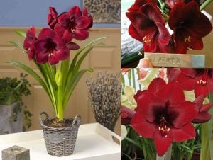 Carmen amaryllis güzel hatun çiçeği saksıda fidesi